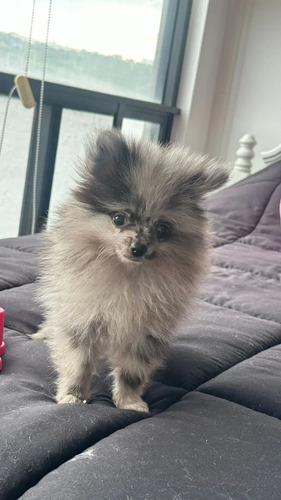 Pomerania Merle Exotica Hembra Unica Y Ojos Azules Vip | Meses sin interés