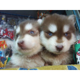 Husky Siberiano, Rojos , Grises Y Negros Con Blanco