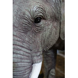 Vinilo Decorativo 40x60cm Elefantes Animal Salvaje M3