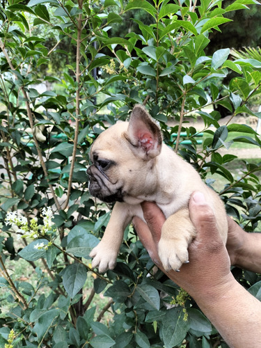 Cachorros Bulldog Francés Disponibles 