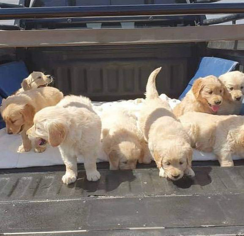 Cachorros Golden Retriever 