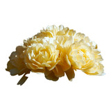 Rosa Trepadora Banksiae Amarilla En Flor Sin Espinas Florest