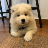 Perro Samoyedo Macho De 3 Meses