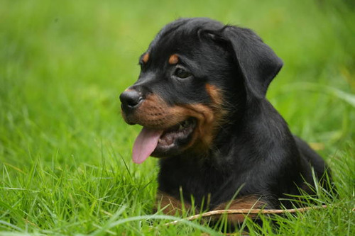 Rottweiler Cachorros F10