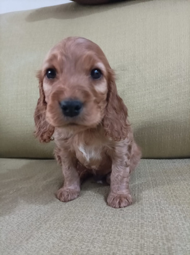 Cachorros Cocker Listo Para Entrega