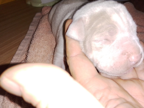 Cachorros Pitbull Blanco Y Silver 