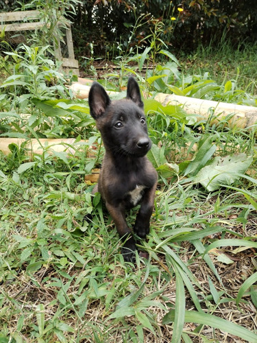 Cachorro Pastor Belga Carbonero Animal Pets Colombia 