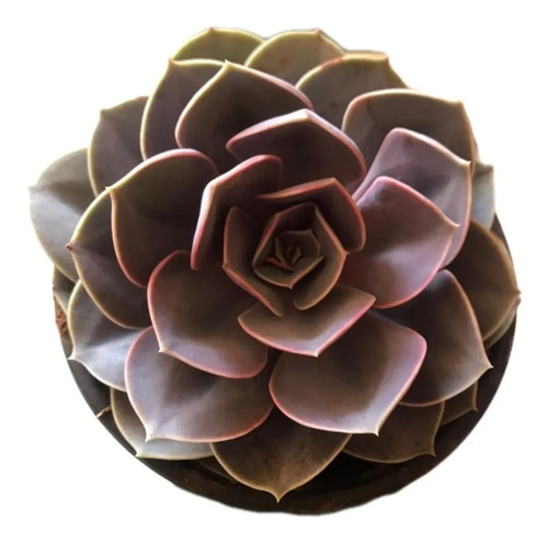 Suculenta Echeveria Perle Von Nürnberg Rosas +mix Semillas