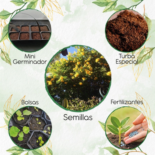 100 Semillas De Árbol Alcaparro Enano + Kit De Germinación
