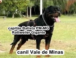 Rottweiler Gigante Capitão Batista Pm Mg