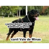 Rottweiler Gigante Capitão Batista Pm Mg