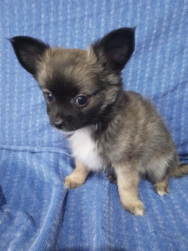 Filhote De Chihuahua Macho Mini Disponível Lindo