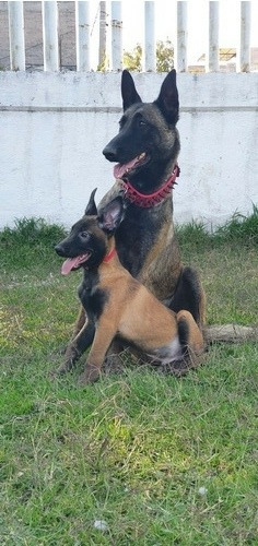 Cachorros Pastor Belga Malinois Carbonados