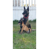 Cachorros Pastor Belga Malinois Carbonados