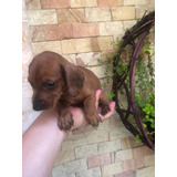 Dachshund Mini 3meses (salchicha Miniatura O Rabitt)