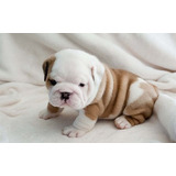 Cachorros Bulldog Ingles Perrito Bull Dog Puppy Cachorrito