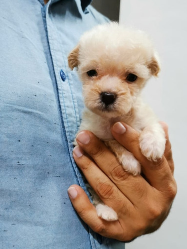 French Poodle Tacita. Los Más Pequeños.