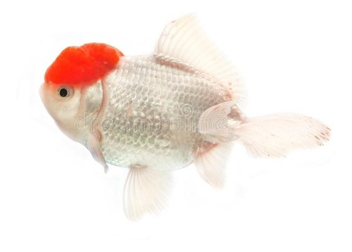 Pez Sello Rojo Oranda Goldfish