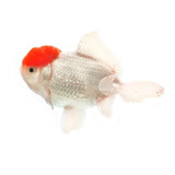 Pez Sello Rojo Oranda Goldfish