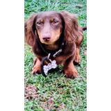 Dachshund Kininchen Servicio Stud Pelo Largo