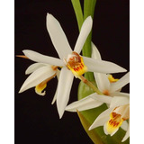 Orquidea Coelogyne Viscosa (ex Graminifolia)