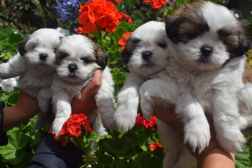 Cachorras Shitzu Shitzu Shih Tzu Chitsu Shihtzu