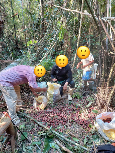 Predio Rural Titulado De 45 Hs En Madre De Dios - Perú - Imagen 4