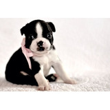 Cachorro Boston Terrier Puppy Boston Perrito Puppy Dog