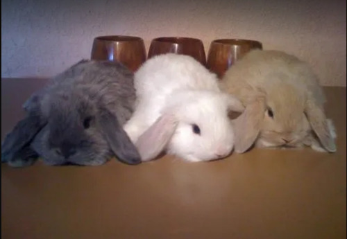 Lindísimos Conejos Belier (mini Lop) De Raza Pura. ^-^