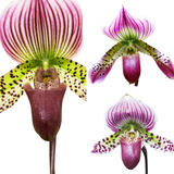 Orquidea Sapatinho Paphiopedilum Kit C/3 Mudas Exoticas