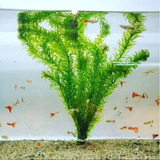 Elodea Planta Acuática Bajos Requerimientos 25 Tallos 25cm