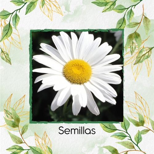 50 Semillas Flor Margarita Crisantemo + Obsequi Germinación