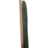 Cactus Echinopsis Pachanoi 