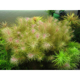 Rotala Vietnam