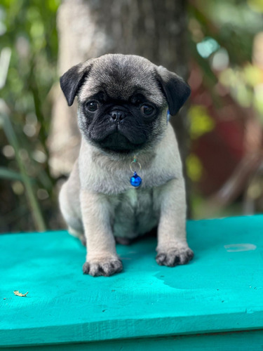 Pug Carlino Cachorros Pedegree De Lujo Reserva