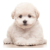 Cachorro French Poodle Mini Toy Perro Cachorro Mini Toy Dogs