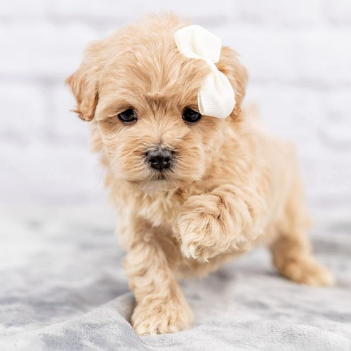 Cachorros Maltipoo