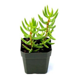 Crassula Tetragona Mini Pino Planta Suculenta 10cm