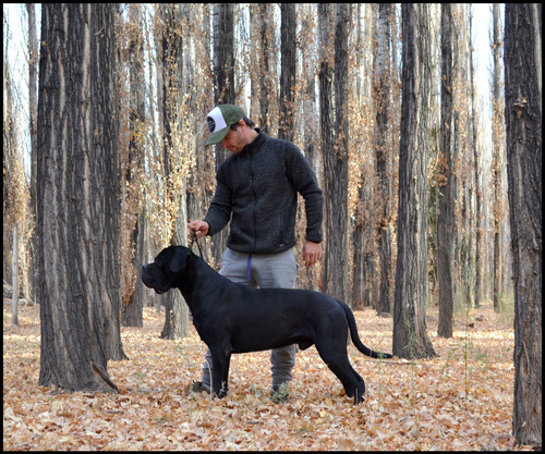 Cachorros Cane Corso