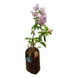 Muda De Bougainvillea Lilás Para Cerca Viva Ou Vaso 30cm 1u