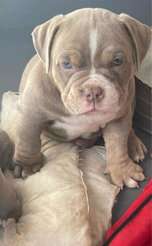 Filhotes Trililacs E Lilacs - American Bully