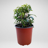 Ficus Benjamina Enano Planta Interior Ornamental