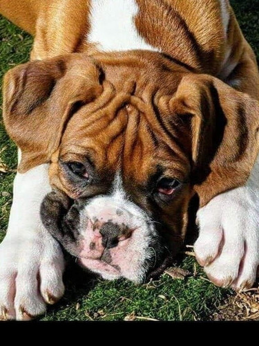 Cachorro Boxer Pedigree Fca 