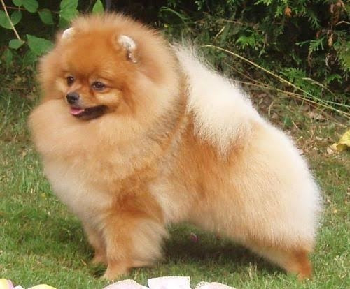 Cachorros Pomeranias 