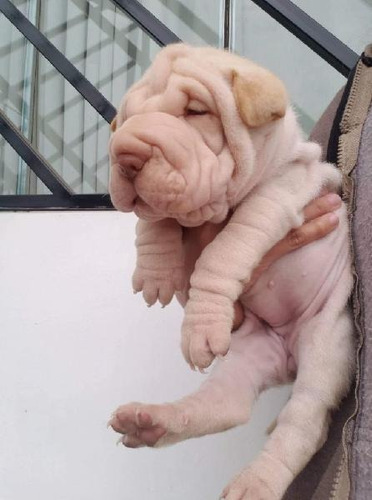 Cachorro Sharpei Ártico 02