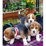 Beagle Cachorros Con Pedigree De F.c.a