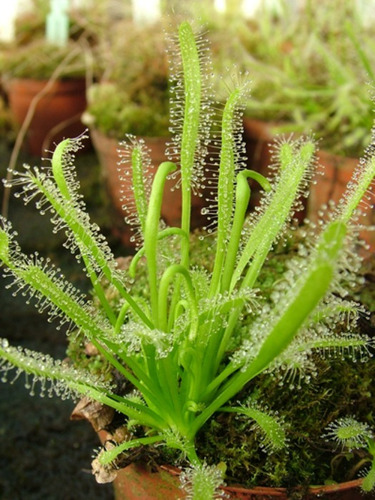 80 Sementes Planta Carnivora Drosera Capensis Alba P/ Muda