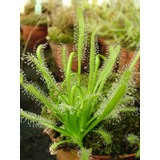 80 Sementes Planta Carnivora Drosera Capensis Alba P/ Muda