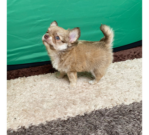 Chihuahua Filhote Pet Dog Estimação Luxo Mimo Fofura Show