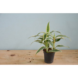 20 Pz Bambú Chino De La Suerte Variegado (lucky Bamboo)